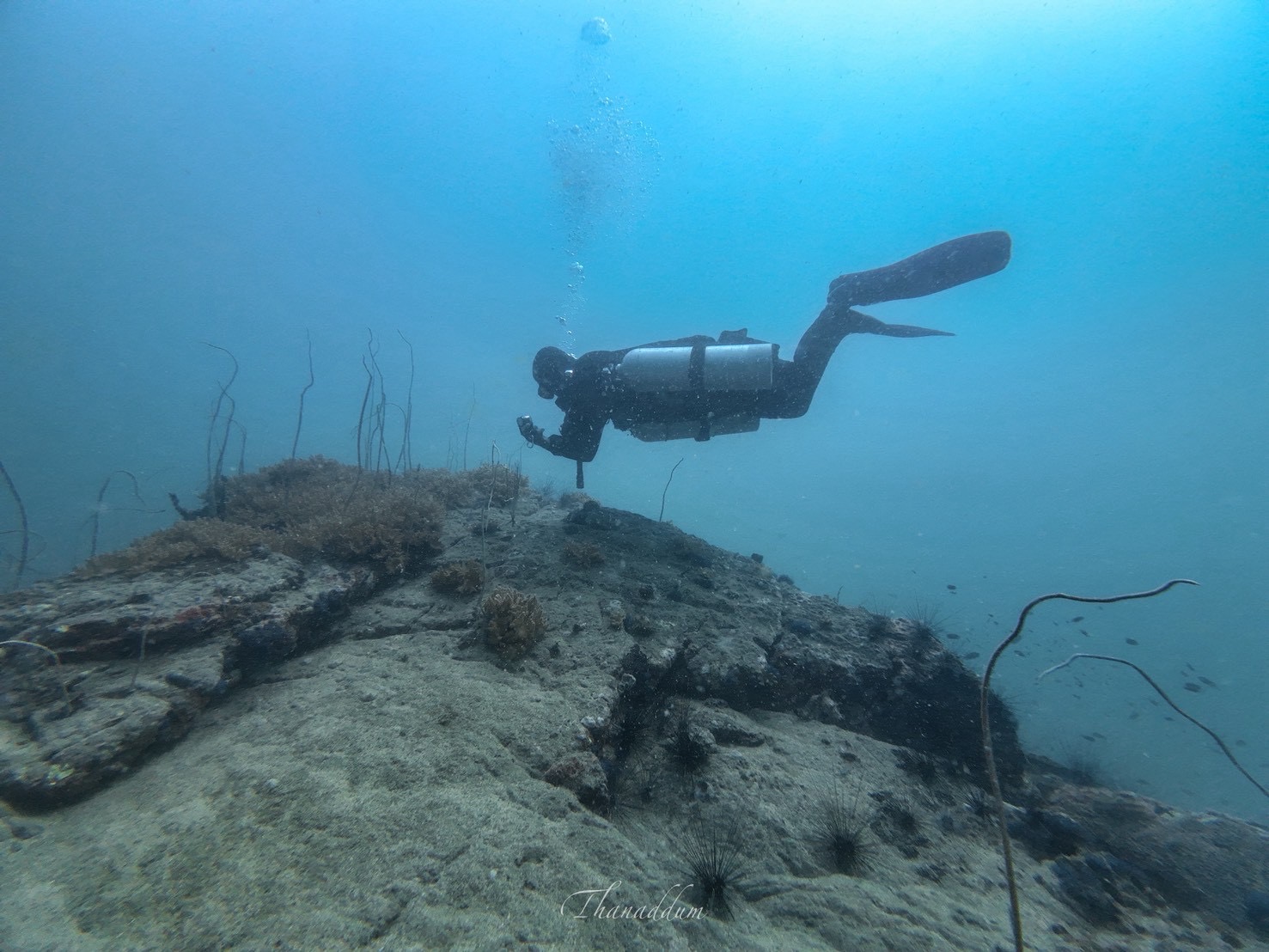 PADI Dive Against Debris × SeaPass — บรรยากาศใต้น้ำ