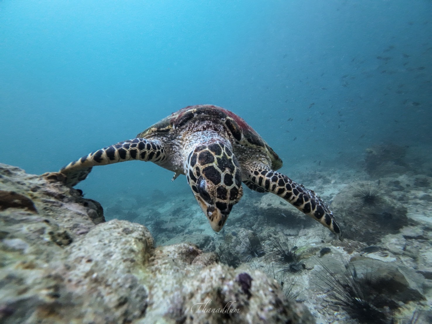 PADI Dive Against Debris × SeaPass — เจอเต่ากระระหว่างไดฟ์